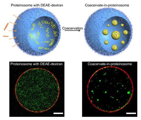 An image showing engineering artificial organelles within a proteinosome