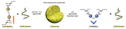 An image showing AzoGlu2/DEAE-dextran coacervate microdroplets