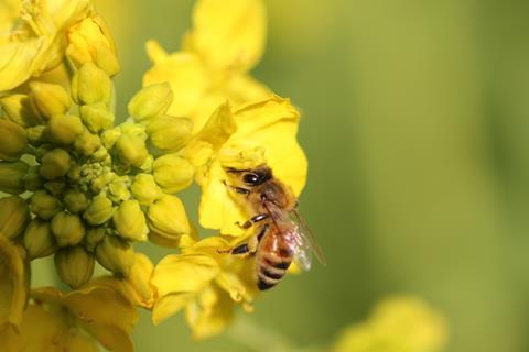An image showing a honey bee on a rapeseed flower
