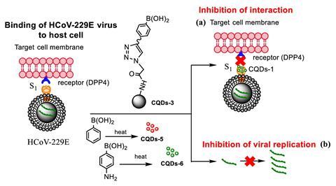 An image showing the influence of CQDs on binding of HCoV-229E virus to cells