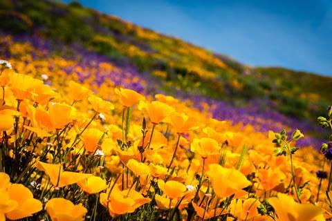 Yellow California poppies and wildflowers color the mountains during the super-bloom in southern California