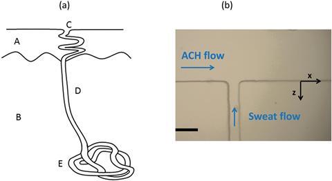 microfluidic sweat gland mimic