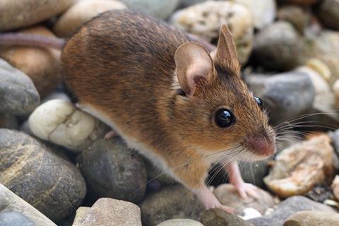 Wood mouse, Apodemus sylvaticus