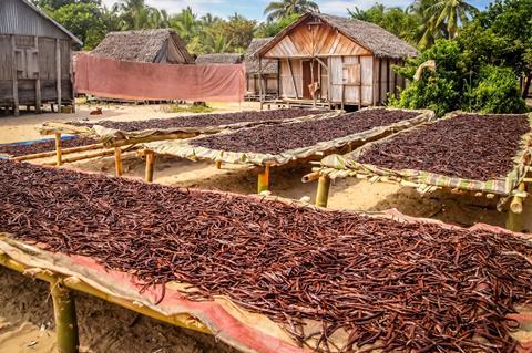 Vanilla dried on the tables in the small village in Madagascars Vanilla Coast near Mananara