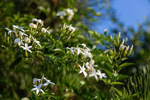 Jasmine flowers