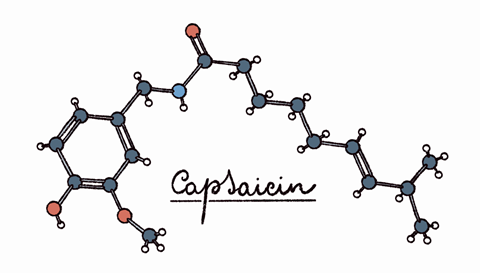 The structure of capsaicin