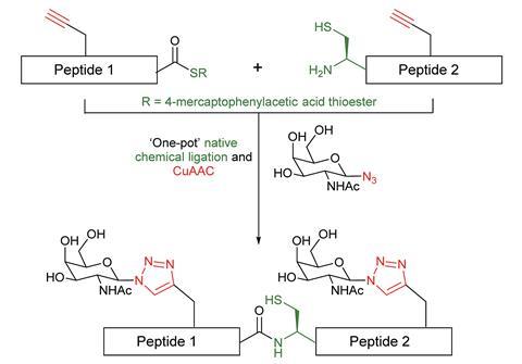 A scheme showing the one-pot synthesis of ‘click’ neoglycopeptides employing CuAAC ‘click’ chemistry and native chemical ligation (NCL)