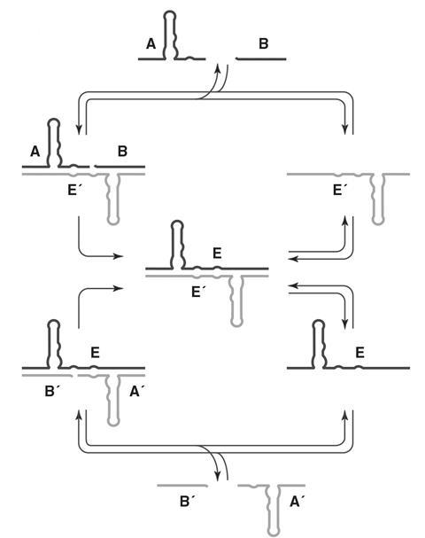 A diagram of a Lincoln replicator