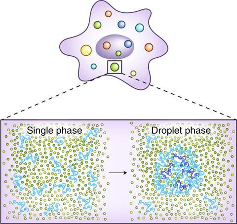 An image showing intracellular liquid–liquid phase separation.