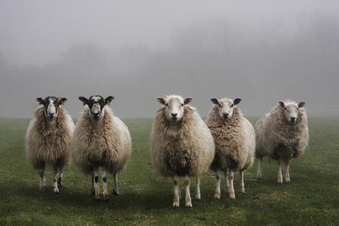Five sheep in mist