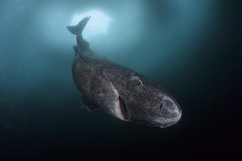 Greenland shark in dark seawater beneath ice