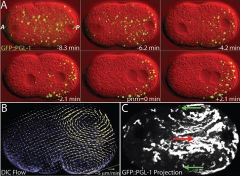 An image showing the cytoplasmic flow