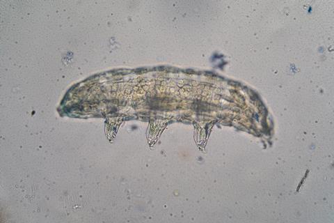 Light microscopy image of a tardigrade, looking slightly transparent