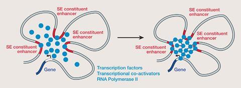 An image showing a phase separation model of transcriptional Control