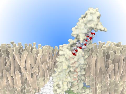 Illustration of tirzepatide (red, blue and grey spheres) bound to a glucagon-like peptide-1 (GLP-1) transmembrane receptor (beige vertical structure).