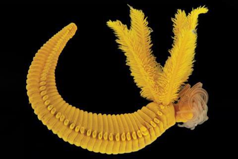 Bright yellow deep sea worm on a black background