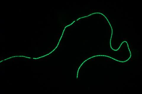 Cable bacteria