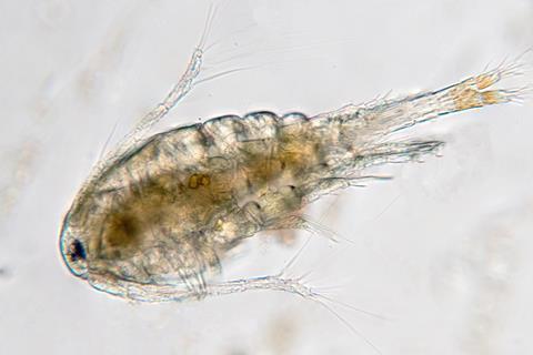 Zooplankton