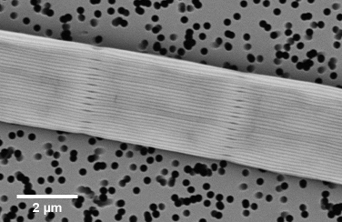Cable bacteria