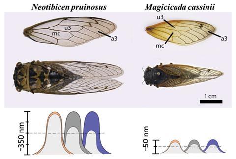 An image showing cicadas species and nanopillar configuration