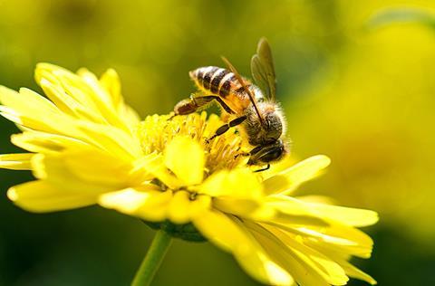 Picture of a honey bee collecting pollen from a flower 