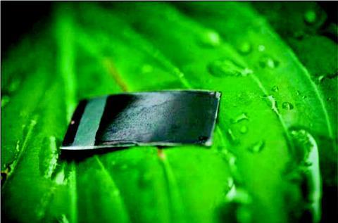 A photo of a photo cell on a leaf