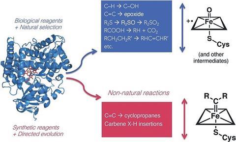 A diagram showing how enzymes can be adapted over generations to catalyse new reactions