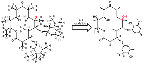 A molecular diagram of Erythromycin 6-oxidation