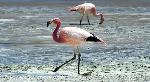 An image showing flamingos in a salty lake