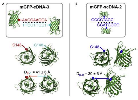 An image showing DNA Design Influences mGFP-DNA Packing