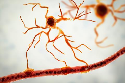 Astrocyte and blood vessel