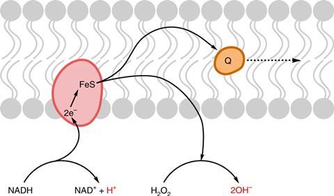 Schematic showing the path of electron transfer