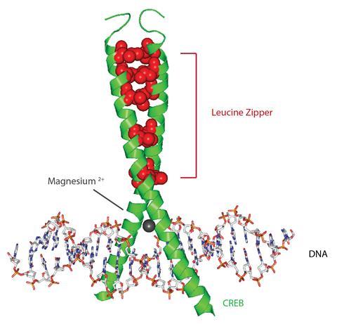 The structure of the Creb transcription factor, with leucine 'zipper' over a thread of DNA