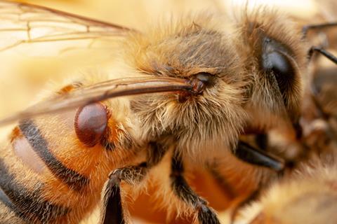 An image showing a Varroa mite on a bee