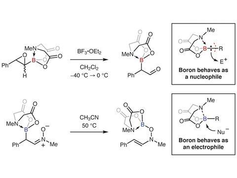 Amine hemilability enables boron to mechanistically resemble either hydride or proton