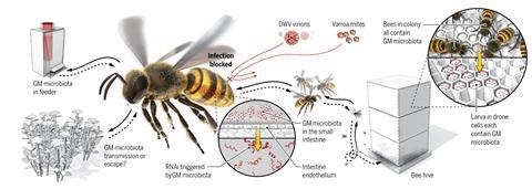 Engineered bacteria protect honey bee health