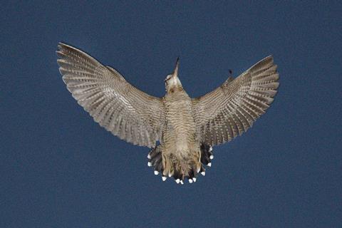 Woodcock in flight