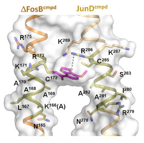 Close-up of the Z2159931480 molecule bound to ΔFOSB Cys172 at the fulcrum of the ΔFOSB/JUND bZIP forceps
