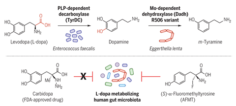 An image showing the decarboxylation of L-dopa by E. faecalis TyrDC and human AADC