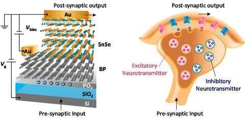 Comparison of the artificial synapse with a real synapse