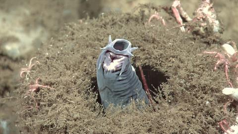 A hagfish protruding from a sponge