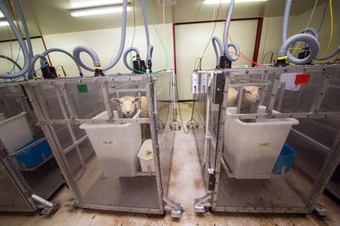 Sheep in chambers