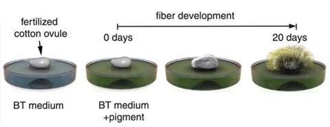 Schematic representation of the development of the in vitro cotton culture model.