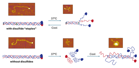AFM images above a scheme showing collagen proteins unfolding and refolding