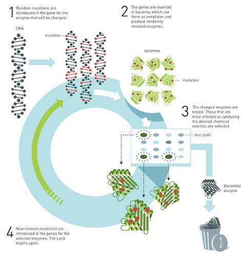 Schematic showing the underlying principle for the directed evolution of enzymes