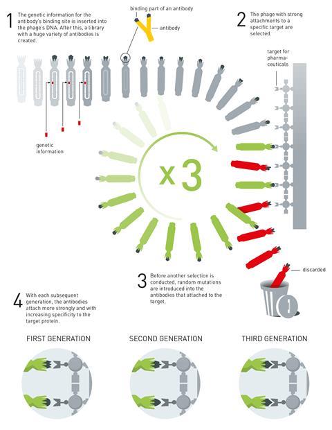 Schematic showing the principle for the directed evolution of antibodies using phage display