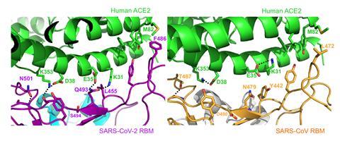 An image showing the structural details at the interface between SARS-CoV-2 RBM and human ACE2