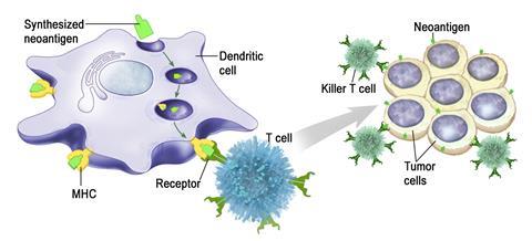 An image showing cancer vaccines basics