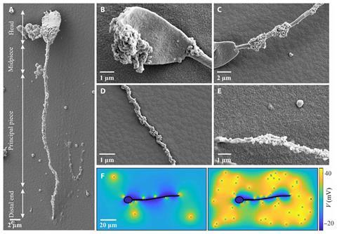 Images showing magnetite nanoparticles
