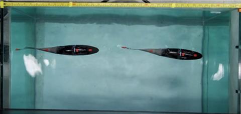 An image showing a small water-filled tank from above and in it two of the robotic trout